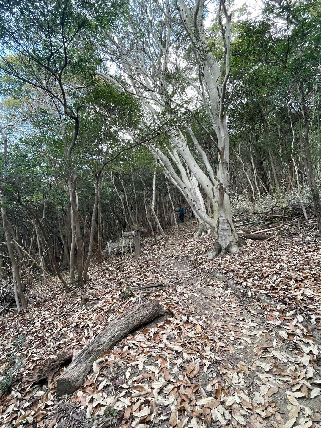 急尾根と