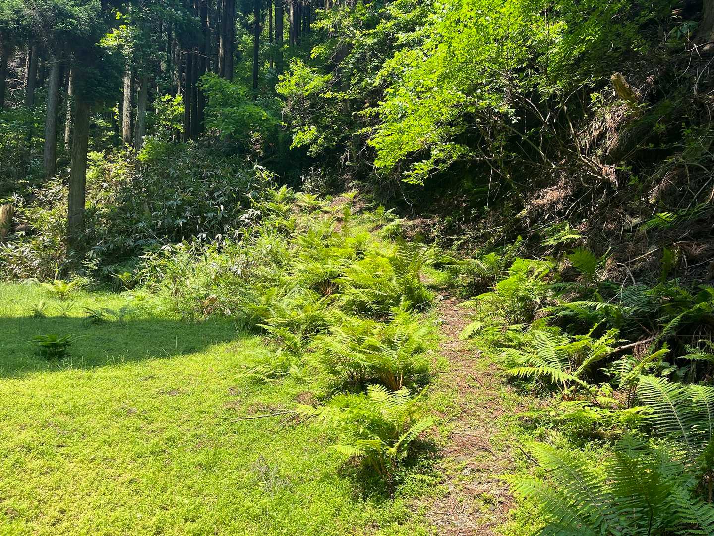 若々しい緑色がいいですね🍀