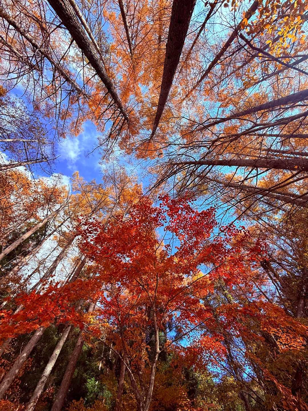 紅葉は見上げても美しい🍁😍