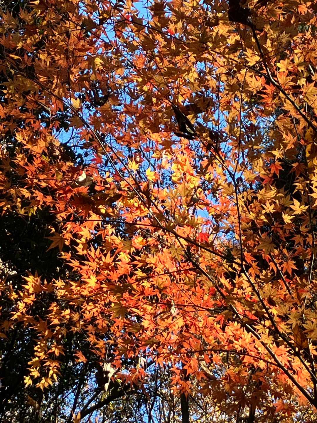 なごり🍁