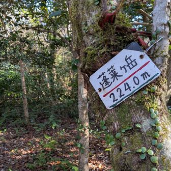 蓬莱ヶ岳頂上
眺望は無し
ここから２時出港の船便に間に合うように少しトレラン系で下山しました🥵