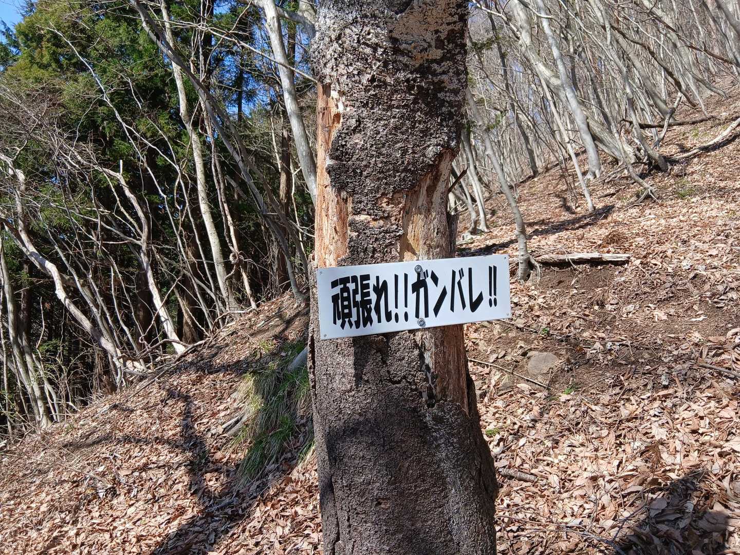 頑張る❗️
ガンバル❗️