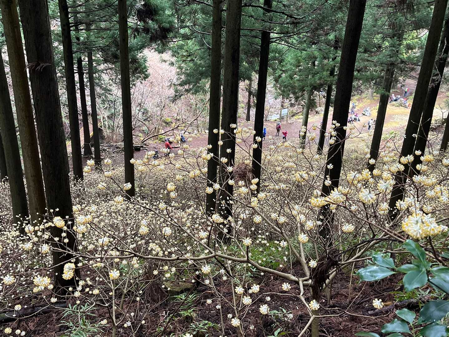 見えてきた⤴︎⤴︎⤴︎ミツマタ〜💛
上から見ると白いんだけど