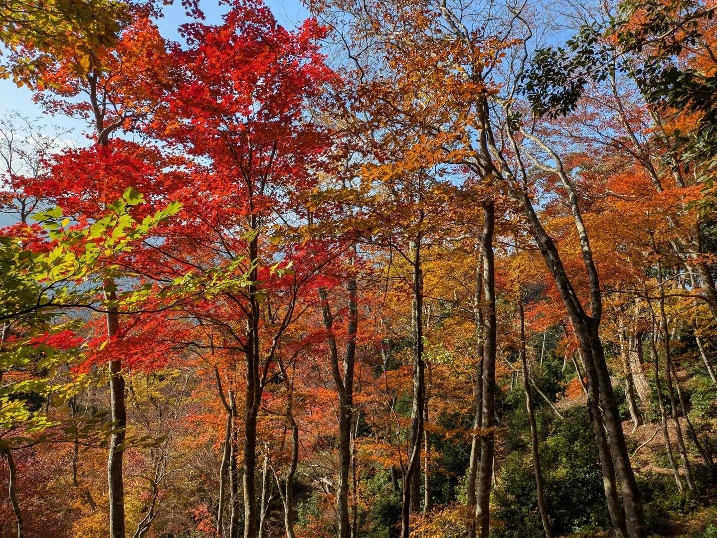 天狗堂-P924-サンヤリ-岩尾谷登山口-君ヶ畑バス停 周回コースの写真