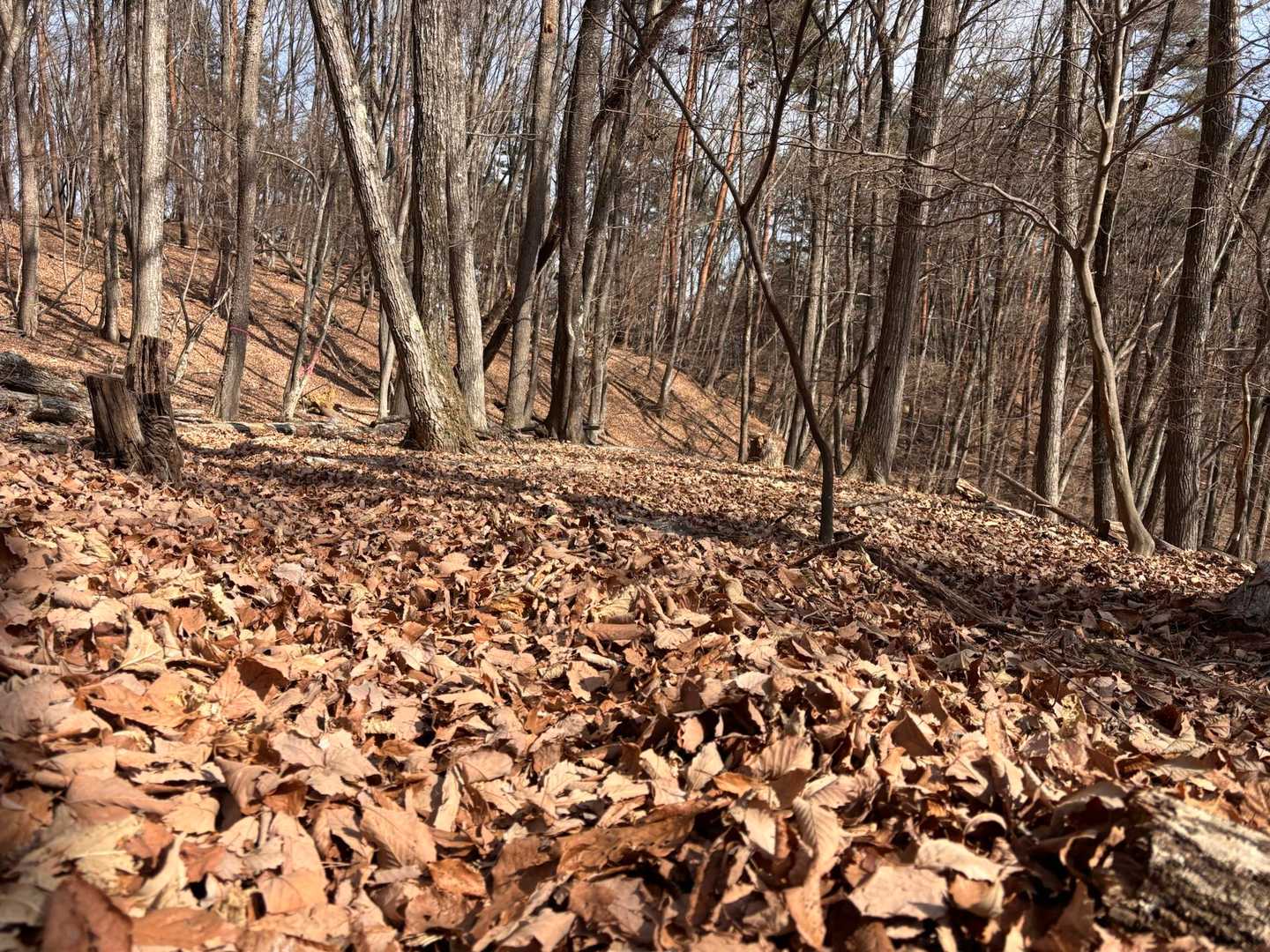この辺は落ち葉がフカフカで道がわかりにくいですよ🍂