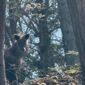 アップ❗️ やっぱりカモシカ🦌です！
こんな山の中で、2人きりで出会うと、やはりビビリ😱ます！

2人とも、しばし硬直状態に😅　私は、とりあえず静かに、後ずさりして、その場を離れました！

直後に、物凄い勢いでカモシカさんも、走って逃げて行きました😮‍💨　

ただ、やはり怖くなってタルクボ峰を、アタックする事をやめました！　　が、YAMAPの記録を見ると、ゲットされた記録があるので、一安心しました！
