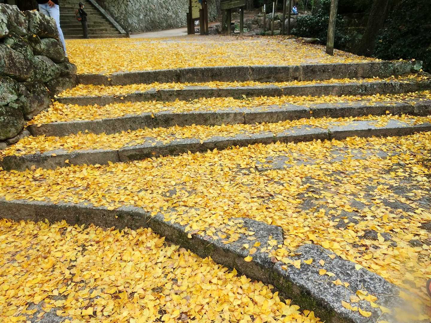 弥山登山道入口-紅葉谷橋-弥山 周回コースの写真