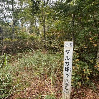 眺望なし。こちらに来ると大海里山とここダルガ峰のピークを踏めるが、ピーク前にはしっかりした登りがある特に大海里山の前はロープもあって普通に稜線ピストンにしておけば味合わなくていい試練がある