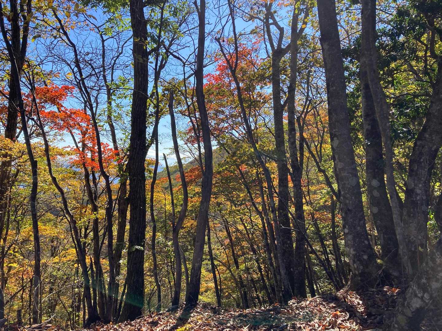 ブルーに紅葉が映えます