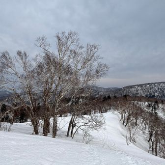 かっこいい木（語彙）