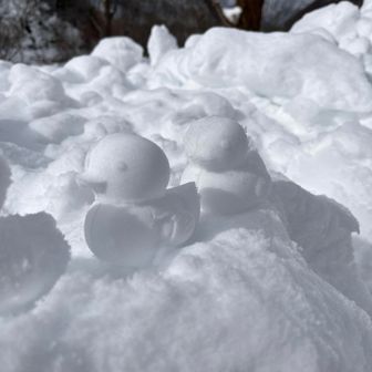 白毛門駐車場に戻って🐣量産🐤🐤🐤