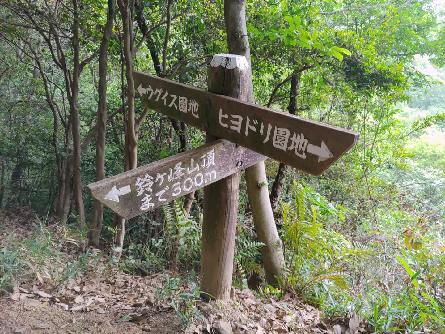 鈴ヶ峰 往復コースの写真