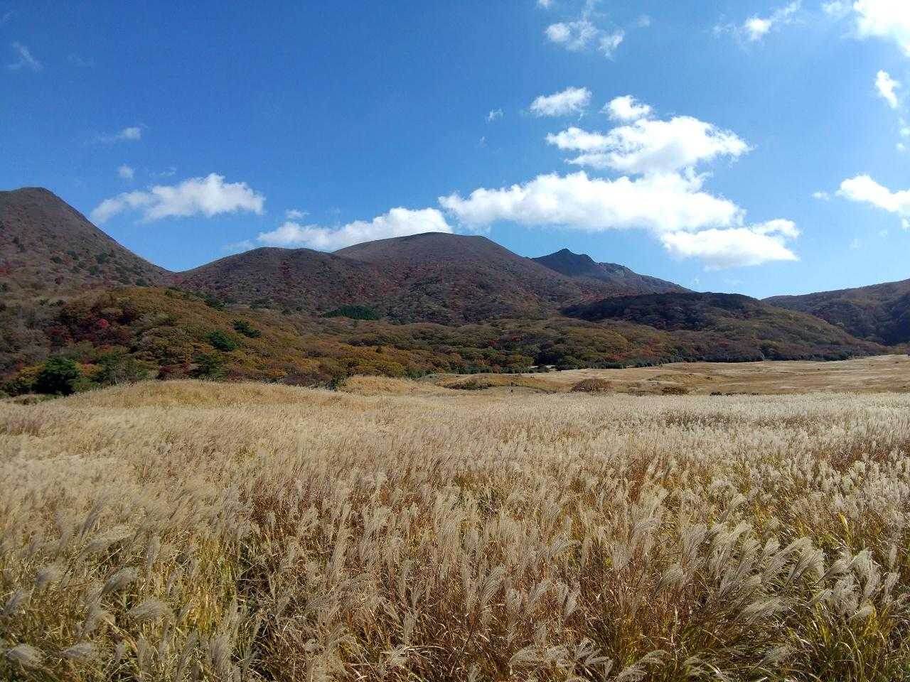 ススキの海原が輝いてました。