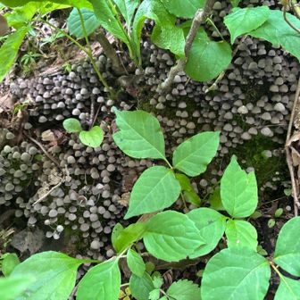 ヒトヨダケ
朽ちた木に生息
毒は無いが食性ではない