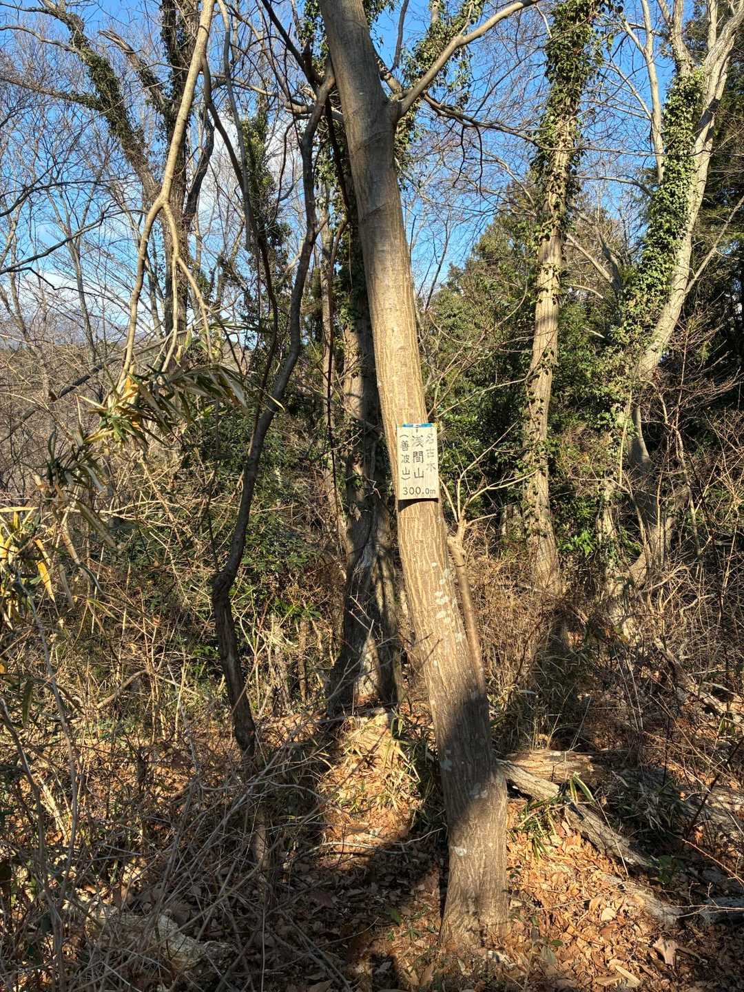 秦野駅-弘法山公園入口登山口-権現山-弘法山-善波峠-善波 縦走コースの写真