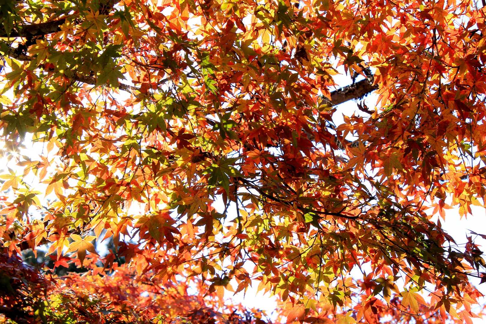 第二駐車場を覗いたら、紅葉🍁あるじゃん😁