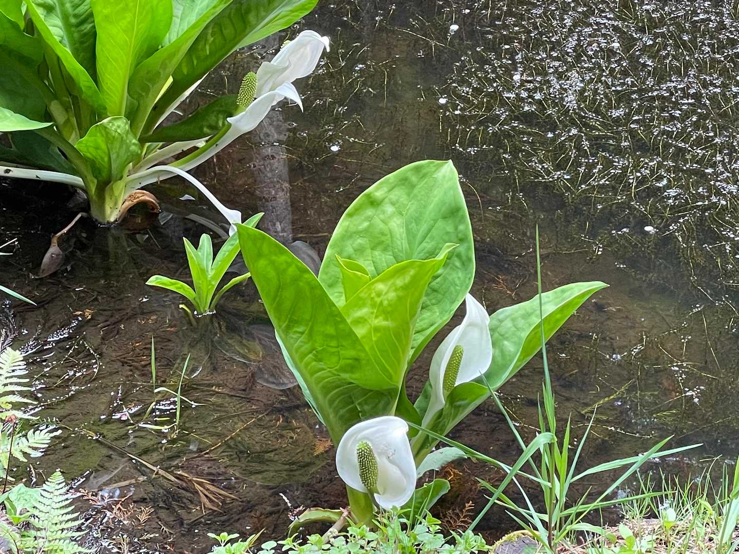 水芭蕉の花が咲いてる🎶夢見て咲いている水のほとり🎵
なんか得した気分でゴールです。
この森🌳なかなかイイです😌