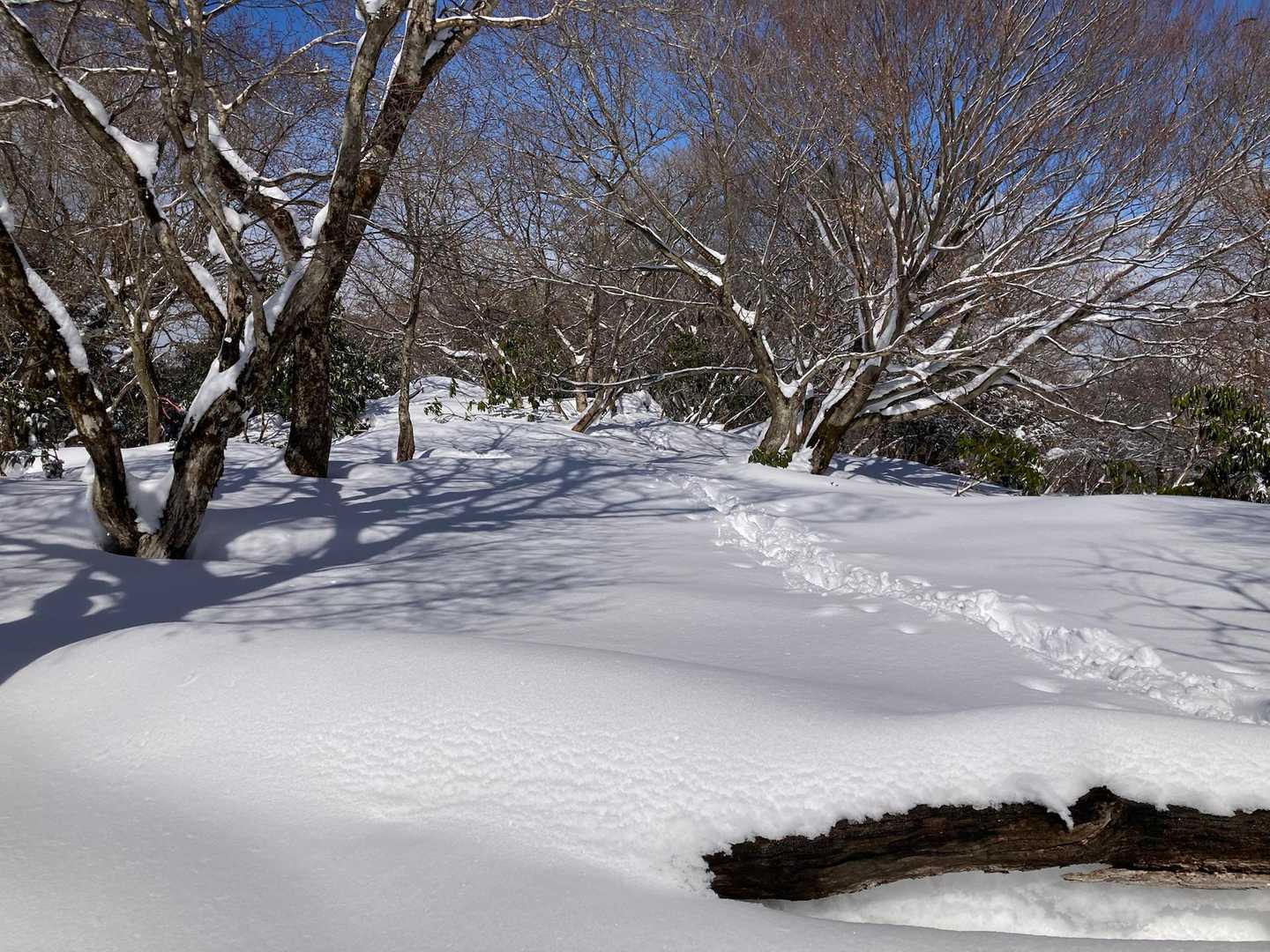 天狗の森公園登山口-飯盛山 往復コースの写真