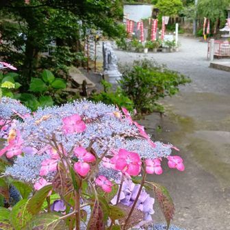 花のカスすら気にならない可愛らしさ🥰
珍しく花を愛でる己に酔いしれます。