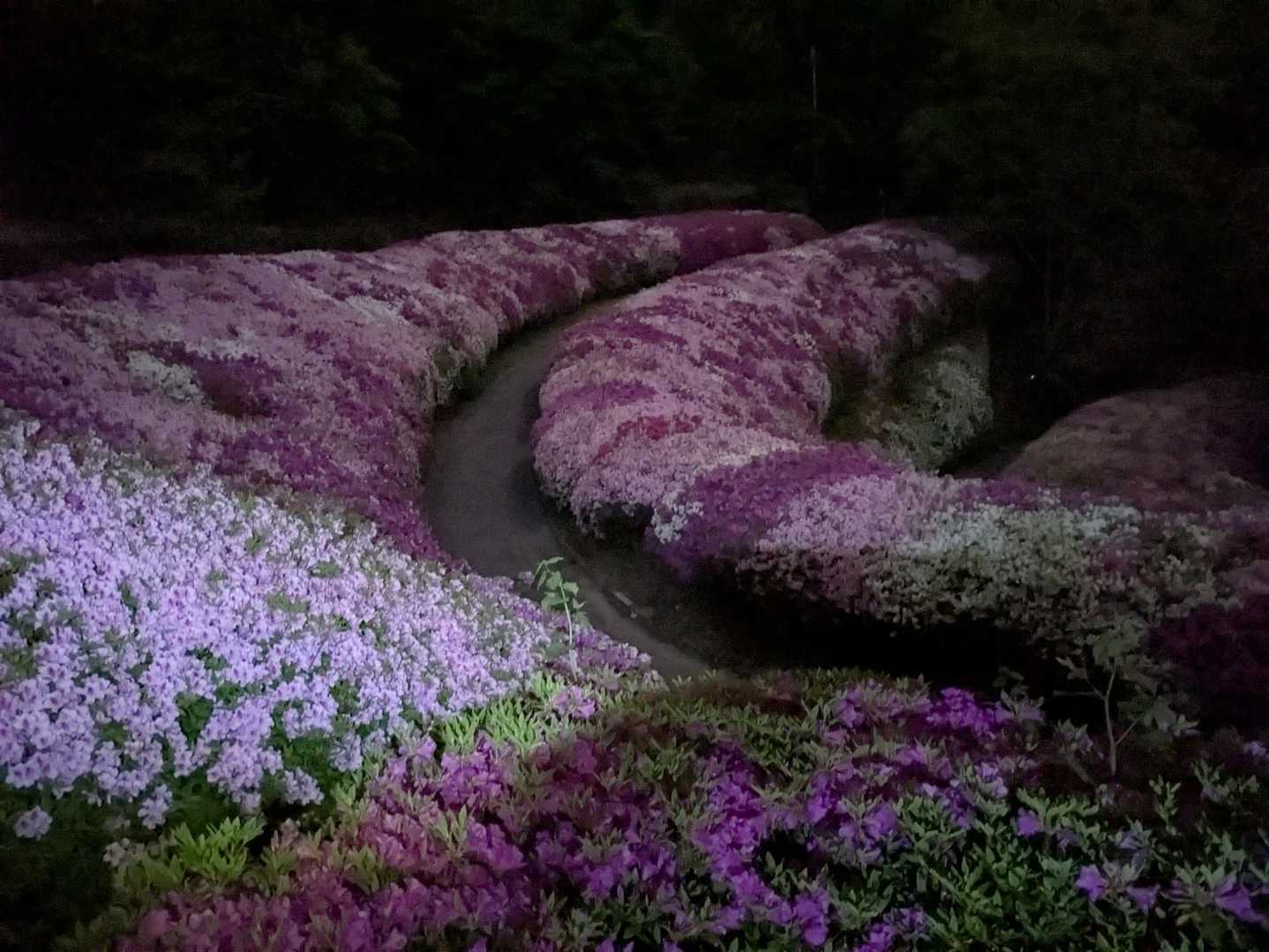 暗い⬛️けどみんなの活動日記で見せてもらってるので僕の脳内では鮮やかな満開🌸です✌️