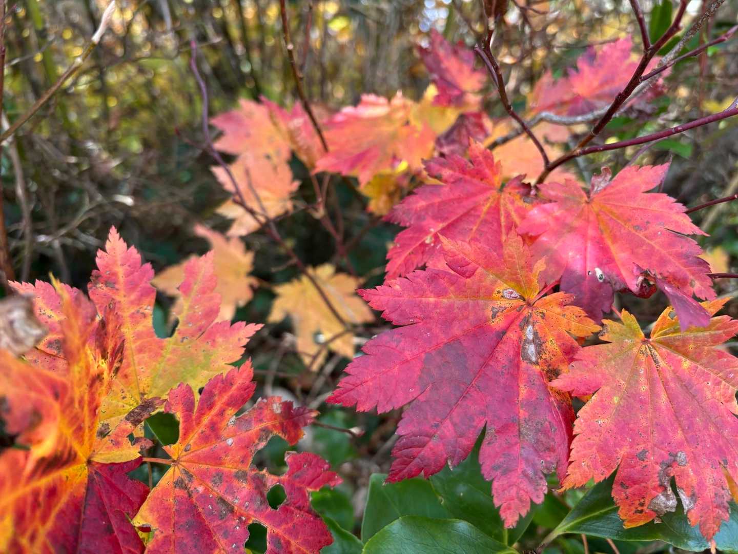 紅葉が見事です