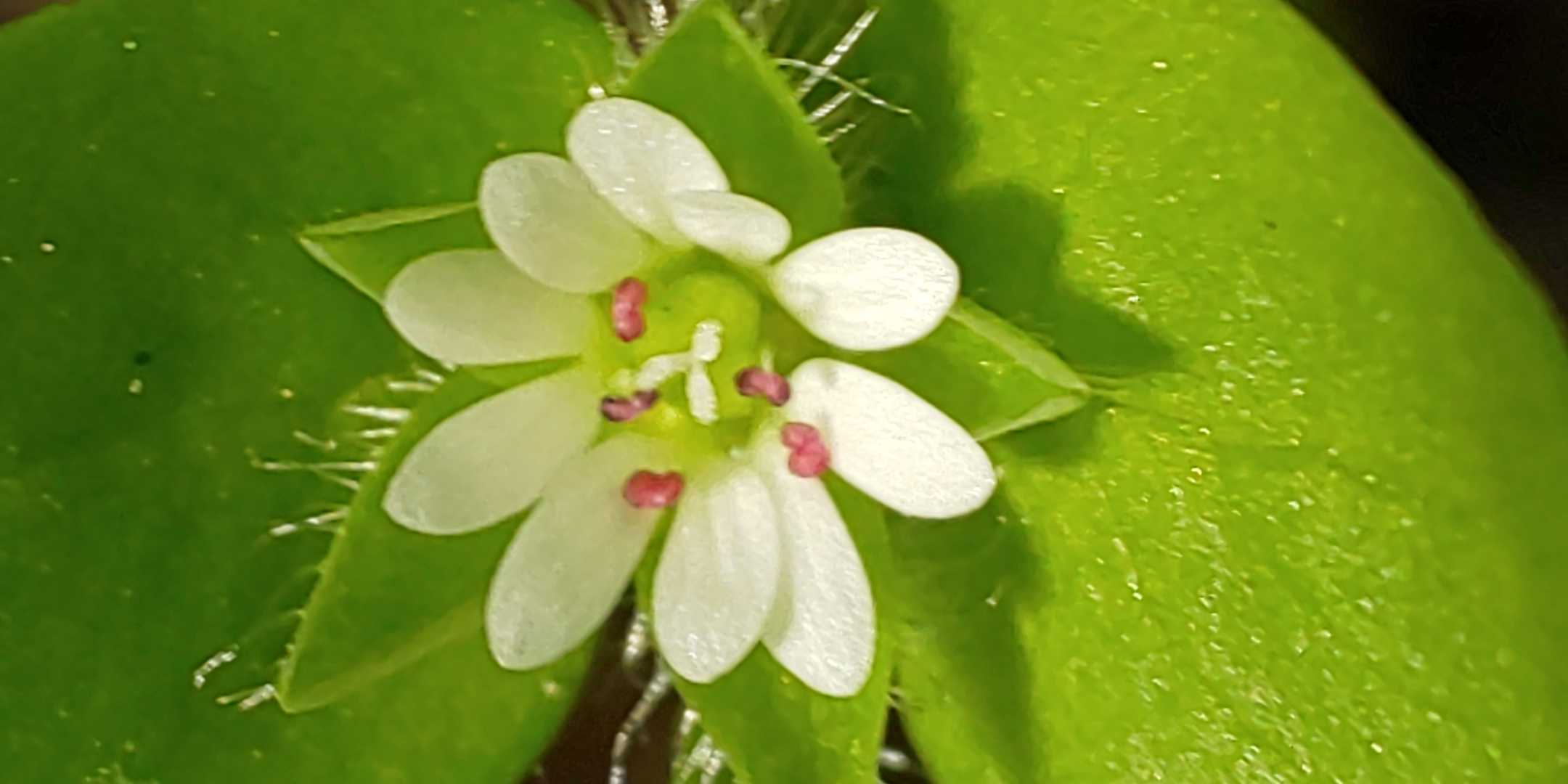 ハコベ(繁縷)

白い花弁は５枚ですが、深い切れ込みがあるので10枚あるように見えます😃
