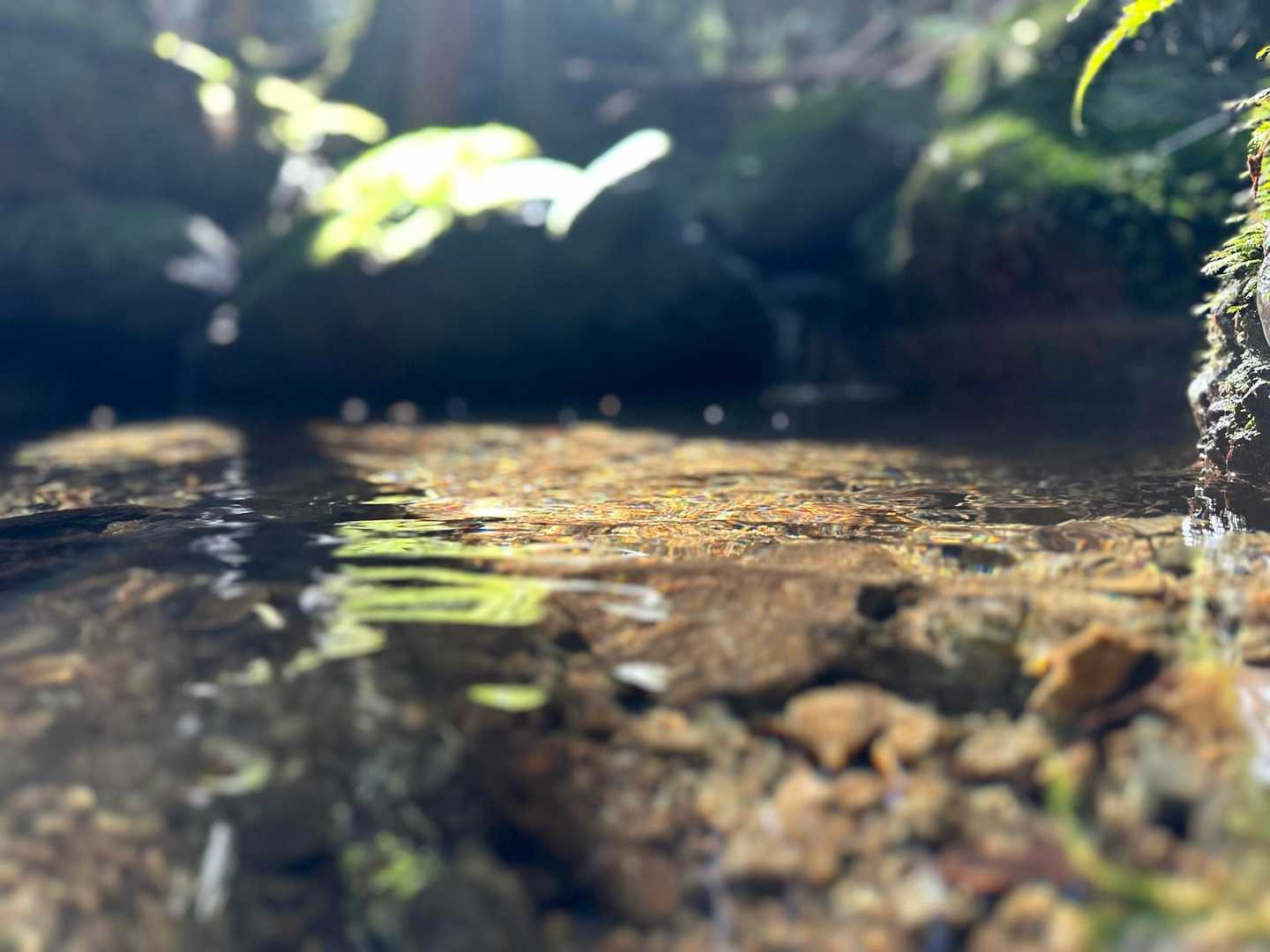 川の水も✨キレイ✨