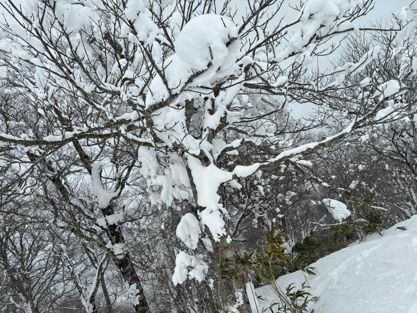 雪の重さで…木が折れそう💦