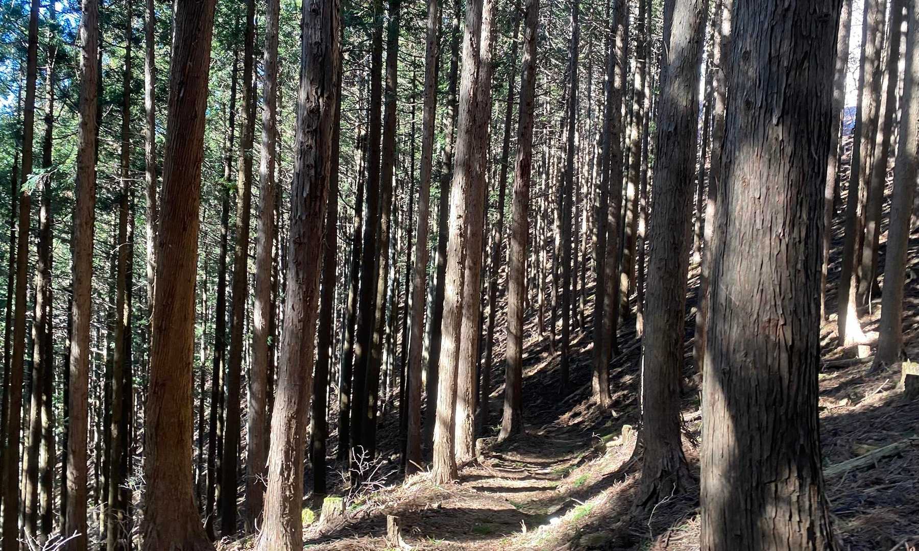 ここからは気持ち良い杉並木の葛折り🐾