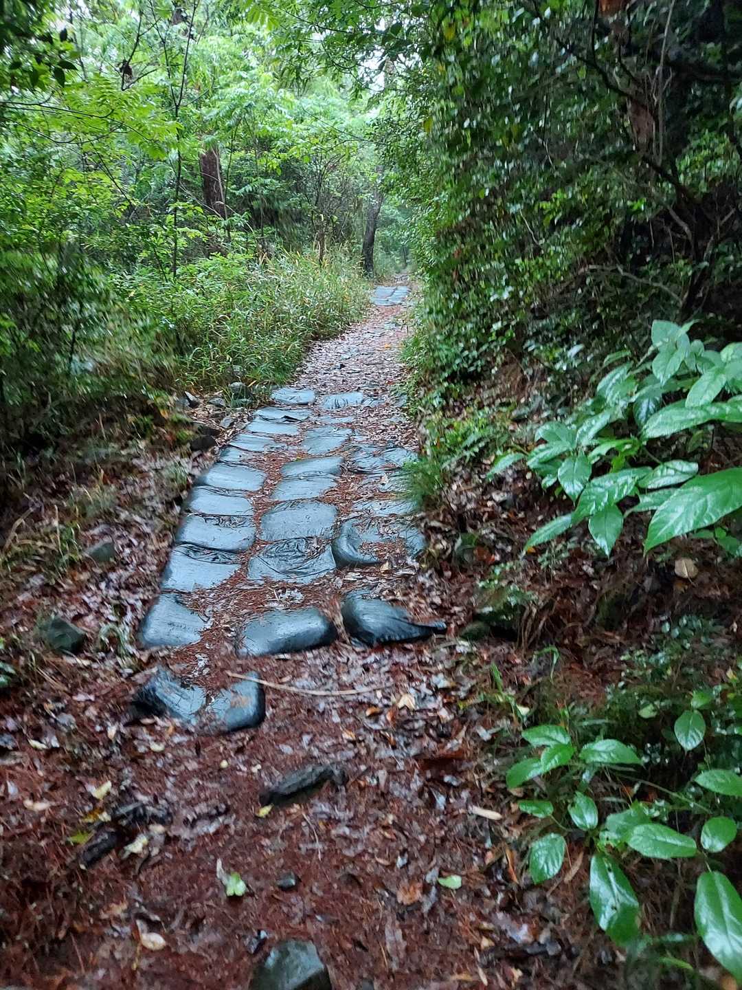 登山道らしい所に出ました
