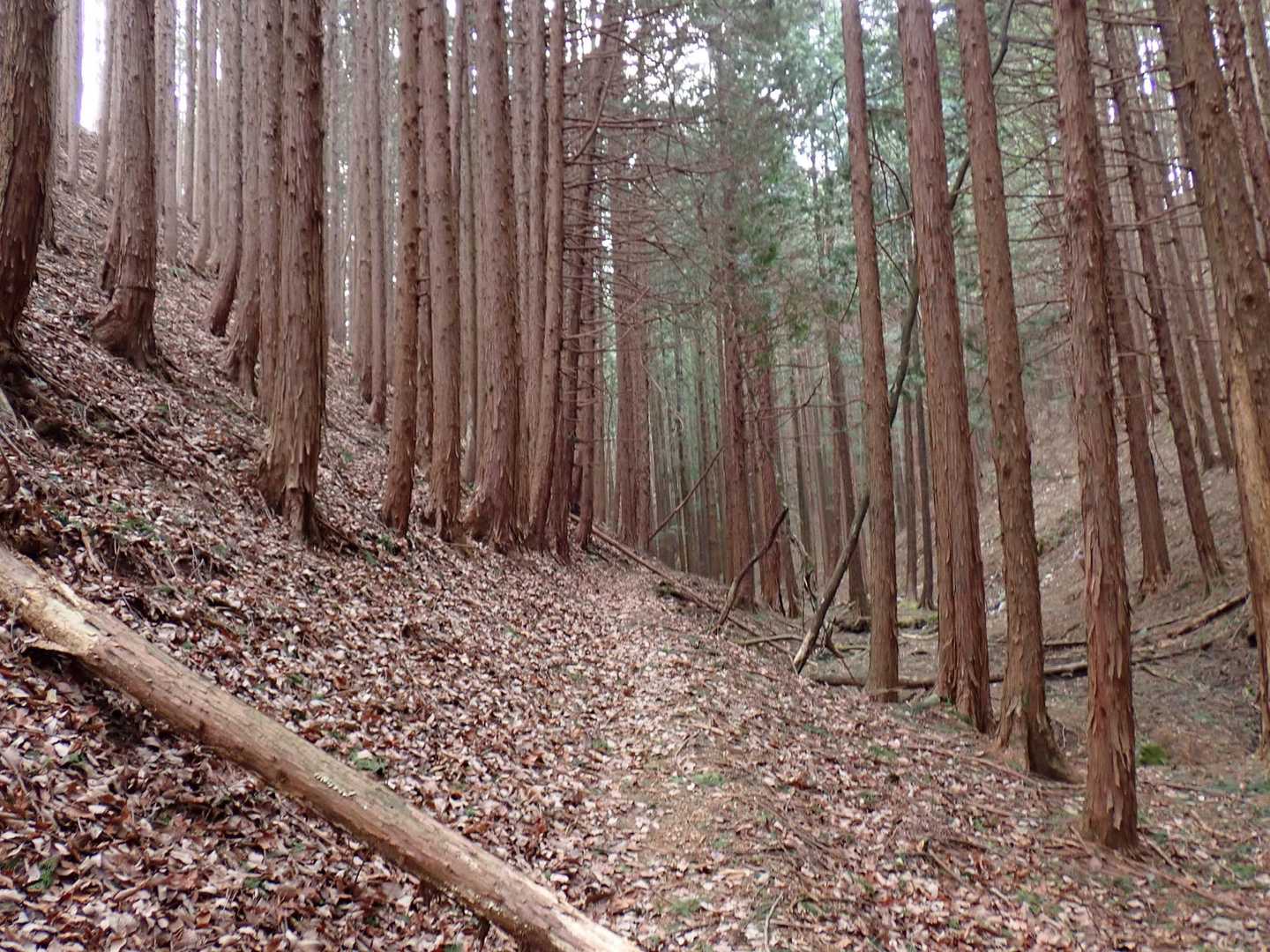 小俣北町バス停-仙人ヶ岳-知ノ岳-宗の岳-猪子山 周回コースの写真