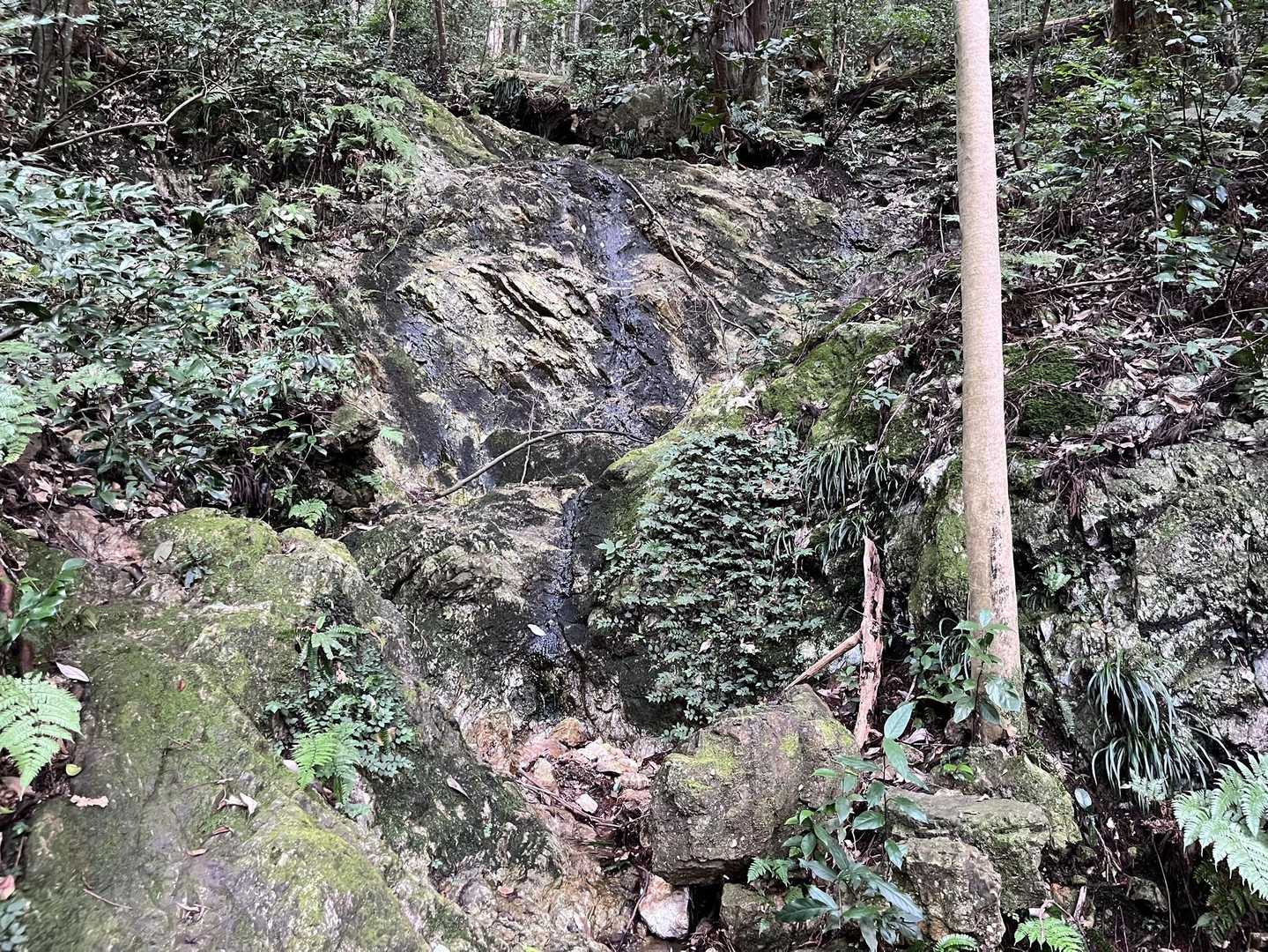 沢、あったっけ？あんまり意識してなかった。
この水が岐阜公園の滝に流れていくんだね🙄