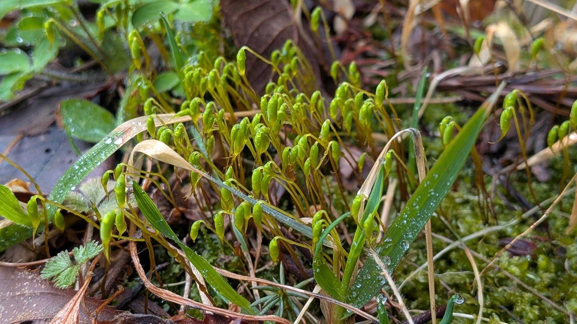 タマゴケを探している時に見つけたかわいいコケ
調べた結果、ヒョウタンゴケかツリガネゴケのようです