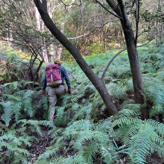 少しシダが出たが、さっきのに比べればなんてことない😄