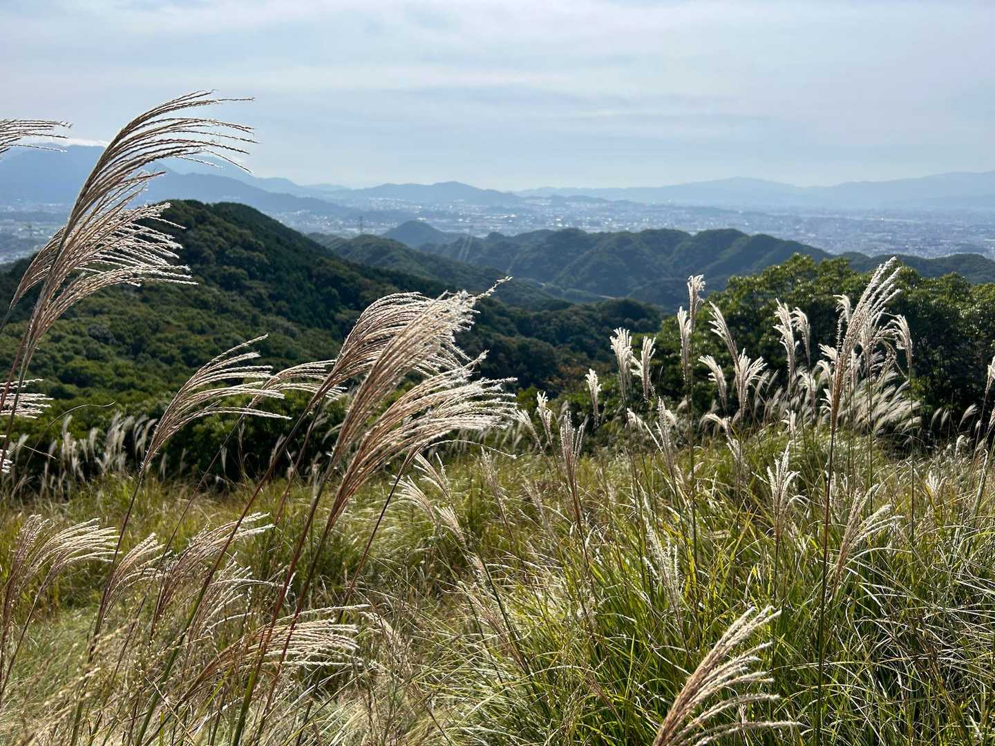 すすきと宝満山方面⛰️