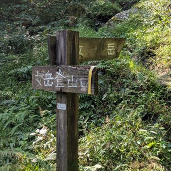 林道を横切り女岳へ