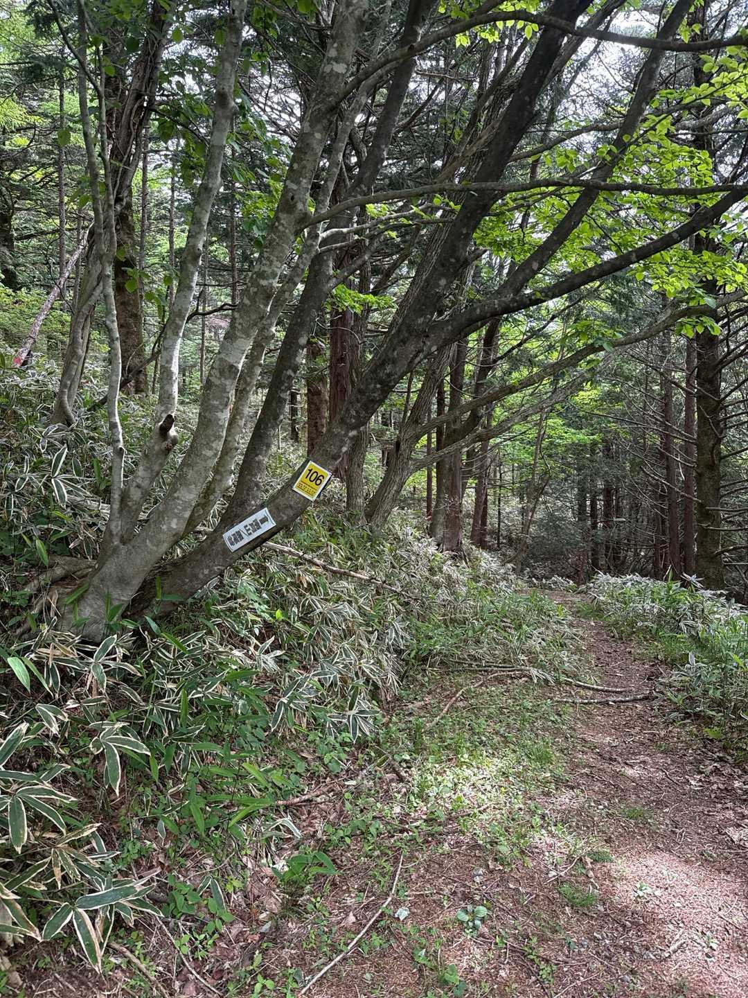 この先が登山口
