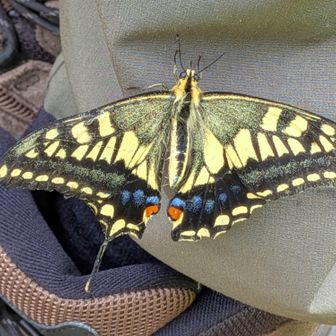 キアゲハ

同じ場所で不自然に羽ばたいているキアゲハ🦋を発見。蜘蛛の糸🕸️に絡まってしまっている。蜘蛛は離れてみていた。
私は自分の足で蜘蛛の巣🕸️から引き離すと、しがみついてきたキアゲハ🦋
見ると右の尾状突起が欠落していますね。すでに食べられちゃったのでしょうか？

少し足に停まらせたまま休ませた後、
残りの絡んでいた糸を引き離すと飛んで行った～🦋