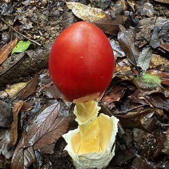 そこら中に🍄