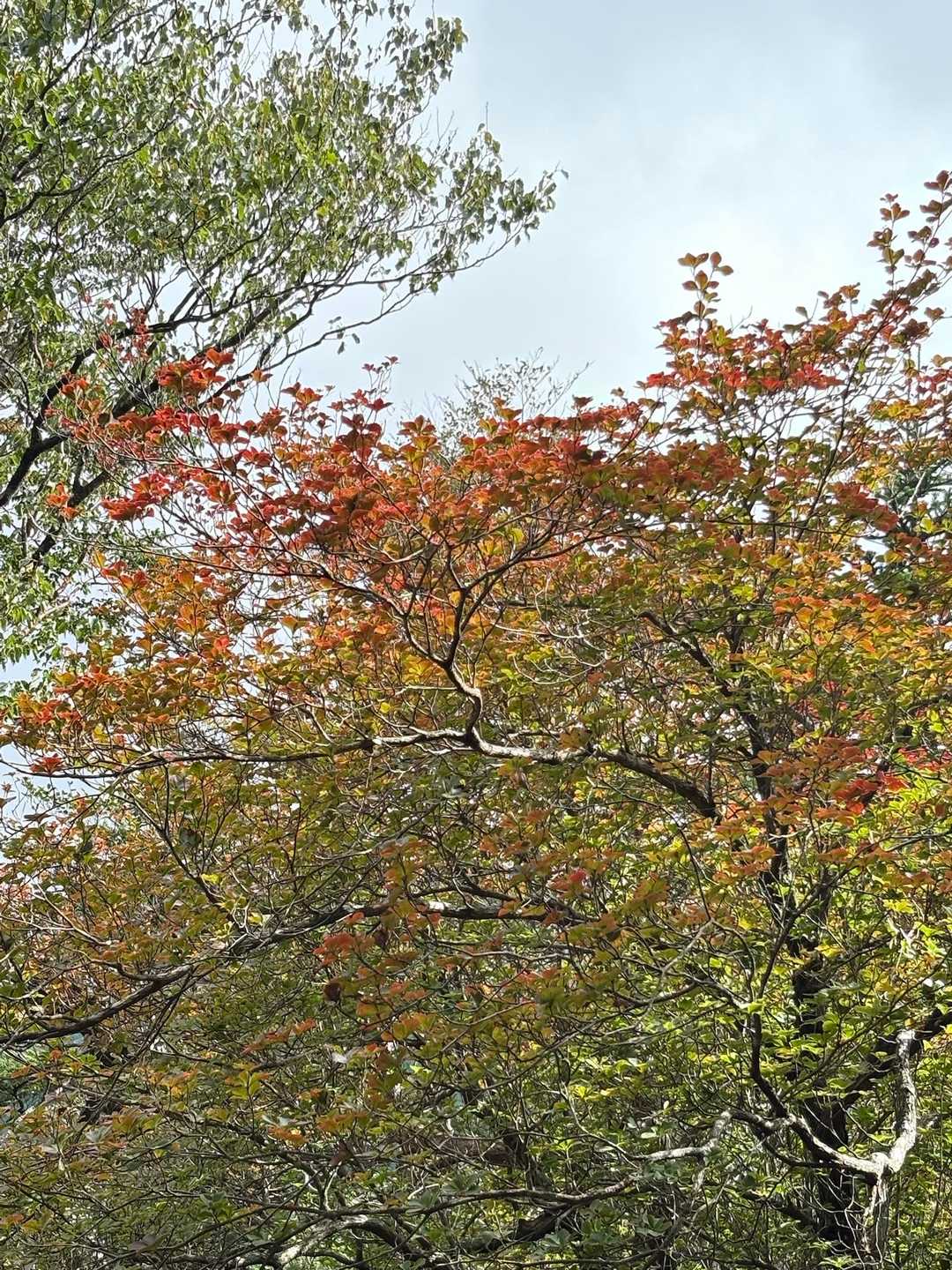 紅葉が始まってます