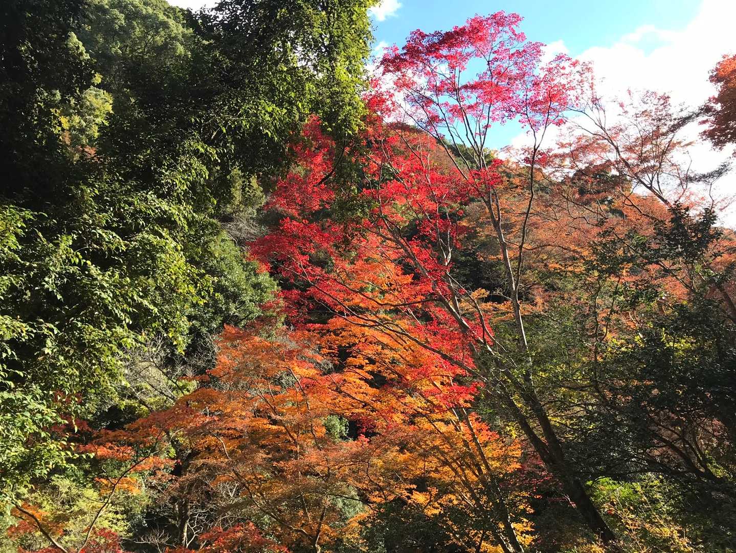 外院バス停-最勝ヶ峰-石子詰登山口-阪急箕面駅 縦走コースの写真