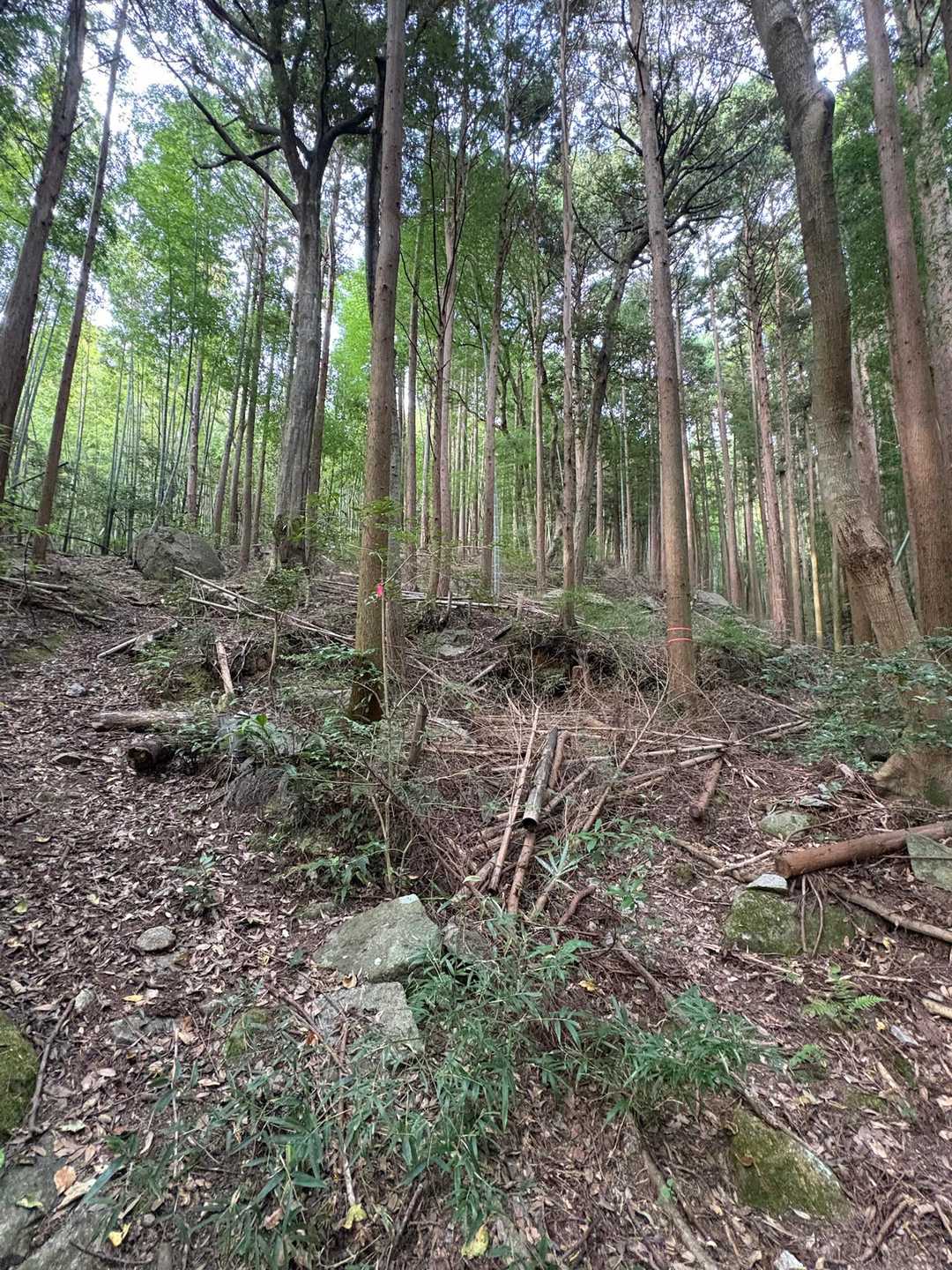 下りに検証　確かに分岐に　ピンテ🩷

ルートご存知の方ならよいですが　ふらっとソロだと　不安を感じました　

あくまでも個人的な見解です