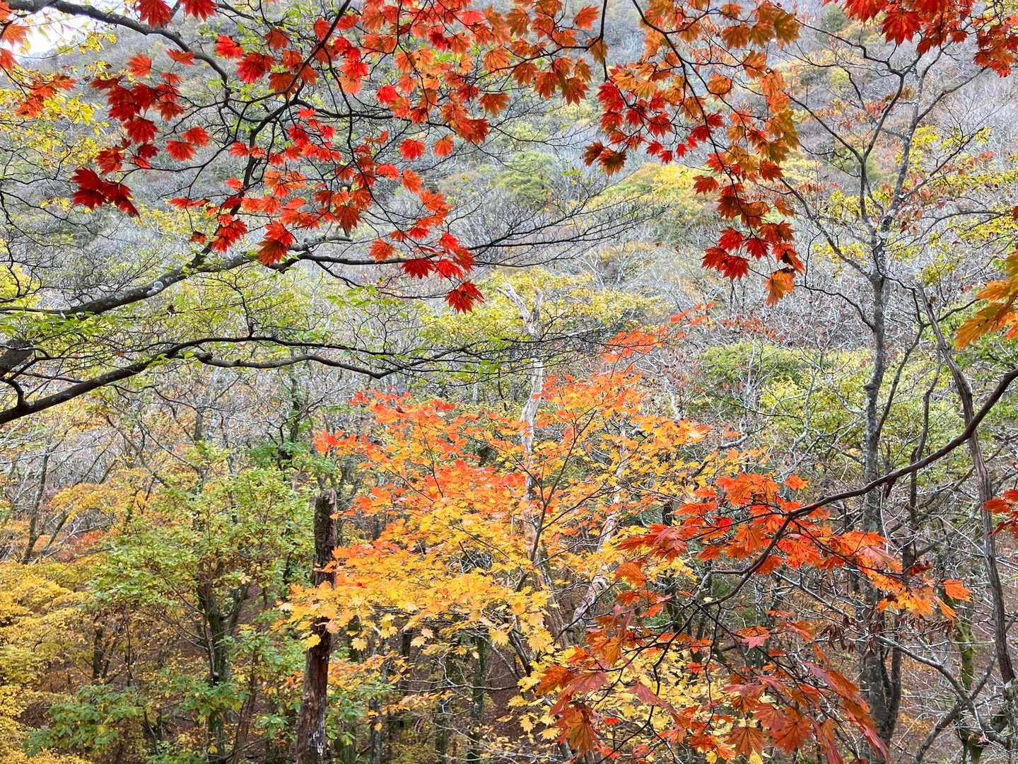 紅葉🍁　
鬼滅の刃を観てから、この色合いはいつも煉獄さんを思い出す病にかかりました