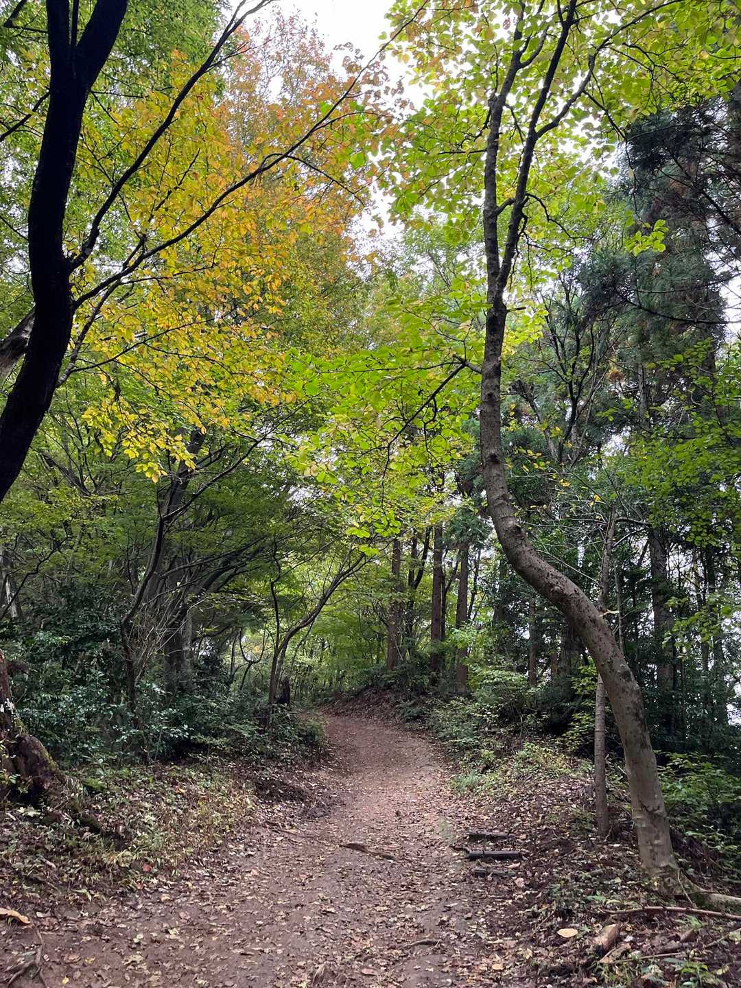 大正寺登山口-榎坂峠-文殊山 往復コースの写真