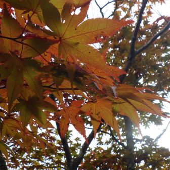 🍁