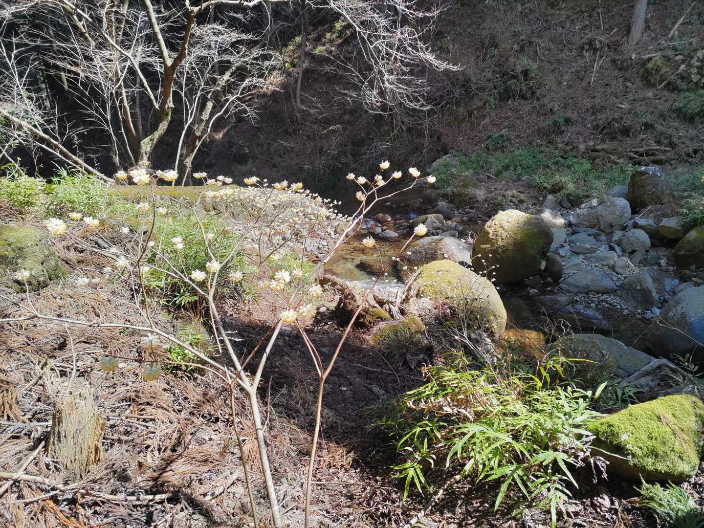 沢沿いを歩くの楽しい🎶