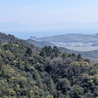 四国の山々
瀬戸内海
ミモザの山々
