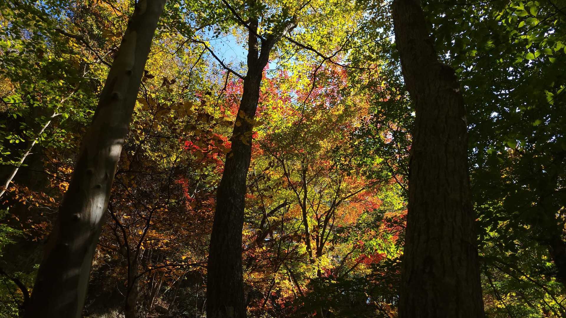 標高上げると紅葉もステキ🍁