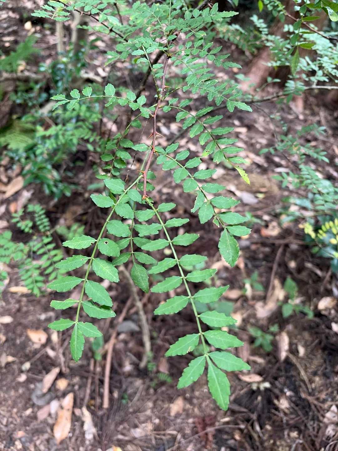 縦走路は基本的に植林の中なのだが、ところどころにサンショウが生えてました🌿トゲがあるので要注意だが、葉っぱをちぎって嗅ぐと山椒の爽やかな香りがして元気が出ました👍