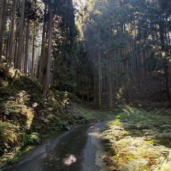 花折峠旧道を上がるとここを左に入り山道へ